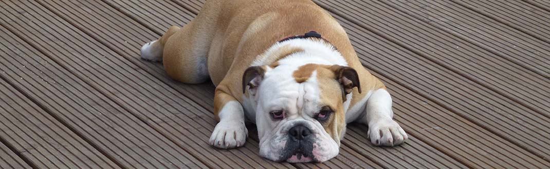 Hund Hektor liegt faul auf dem Bootssteg